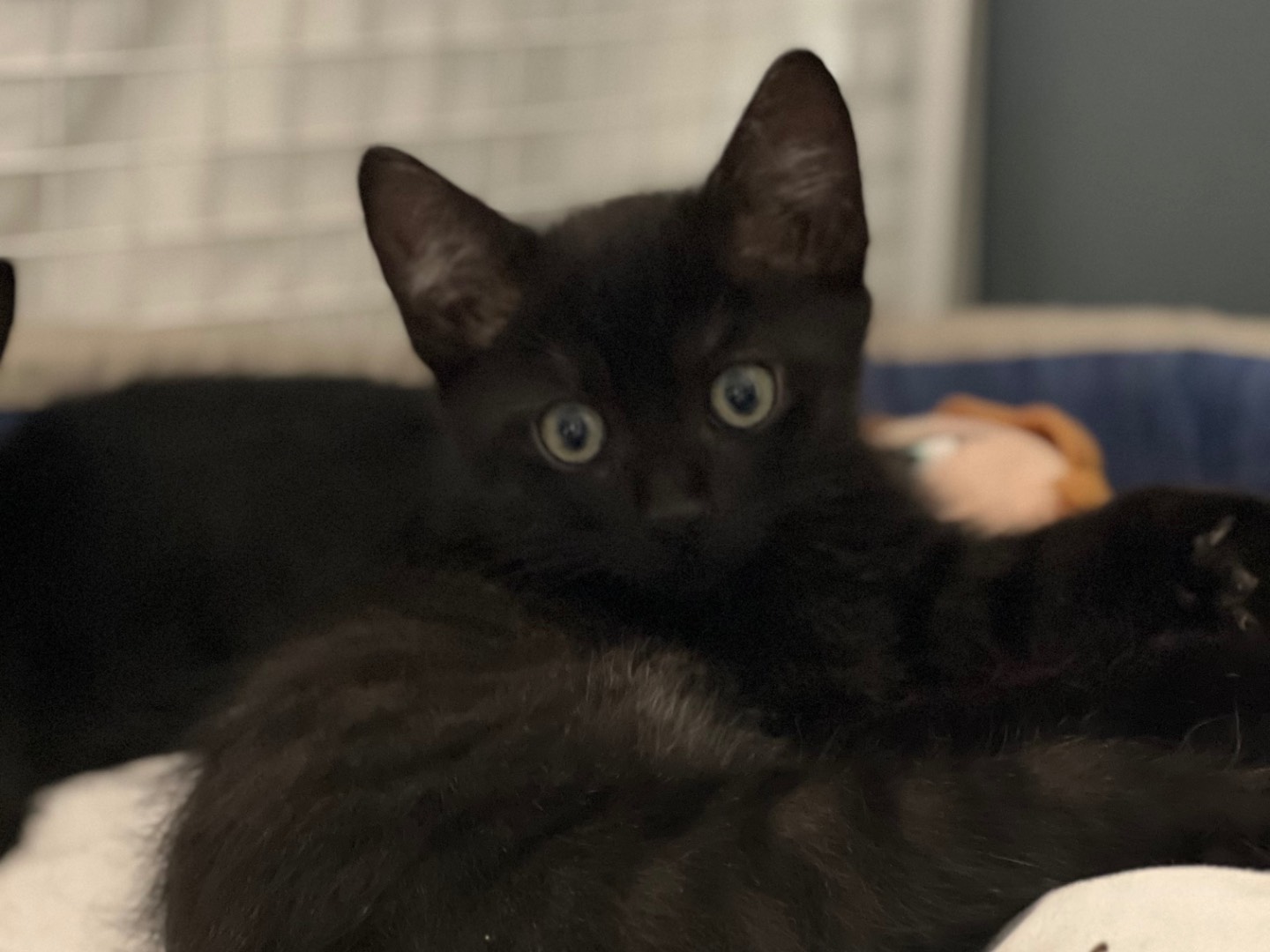 Adozione gatto, maschio, Razza sconosciuta Razza sconosciuta, 2 mesi, taglia non valida, Milano