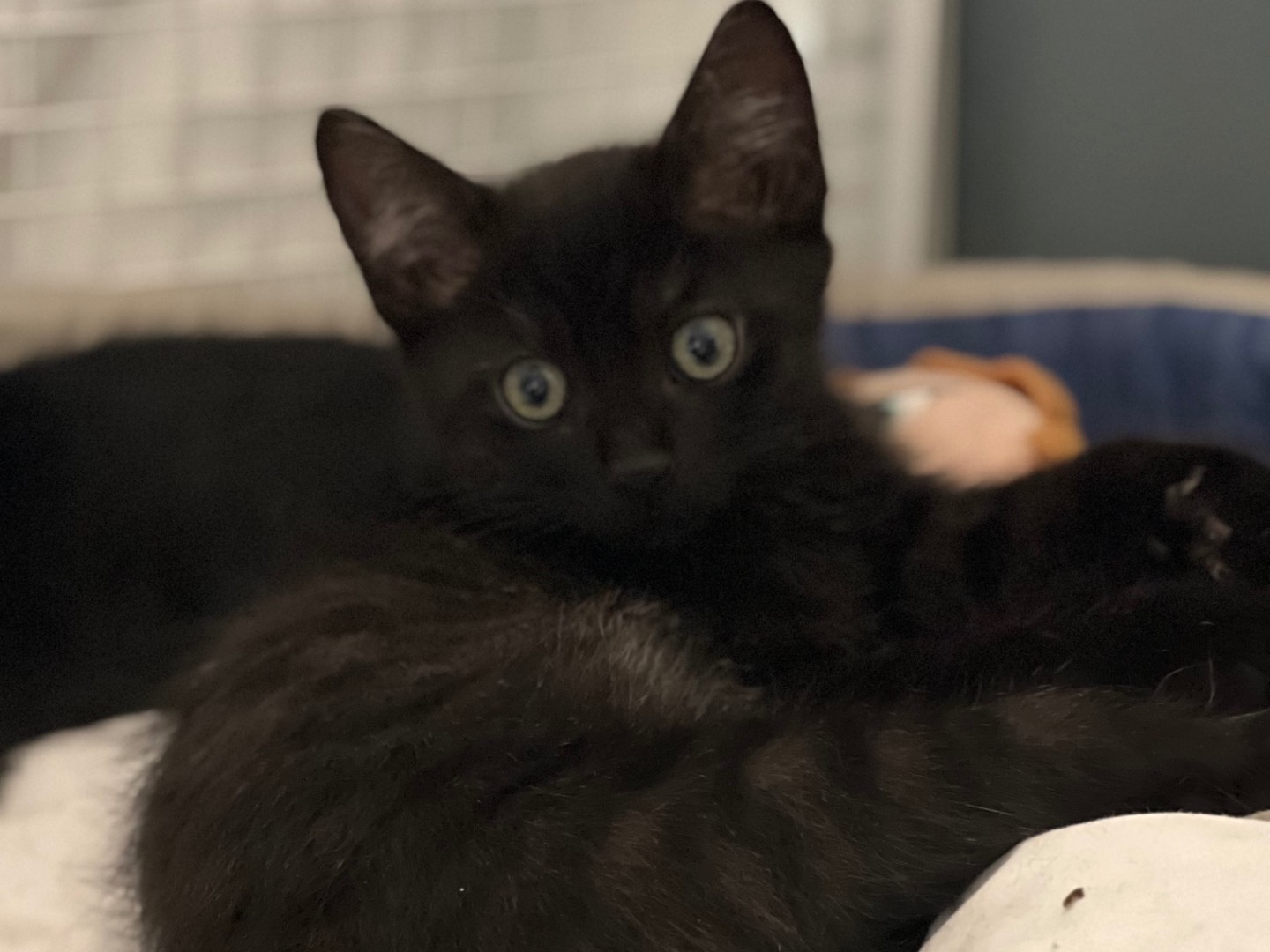Adotta un gatto, maschio, 2 mesi, Milano