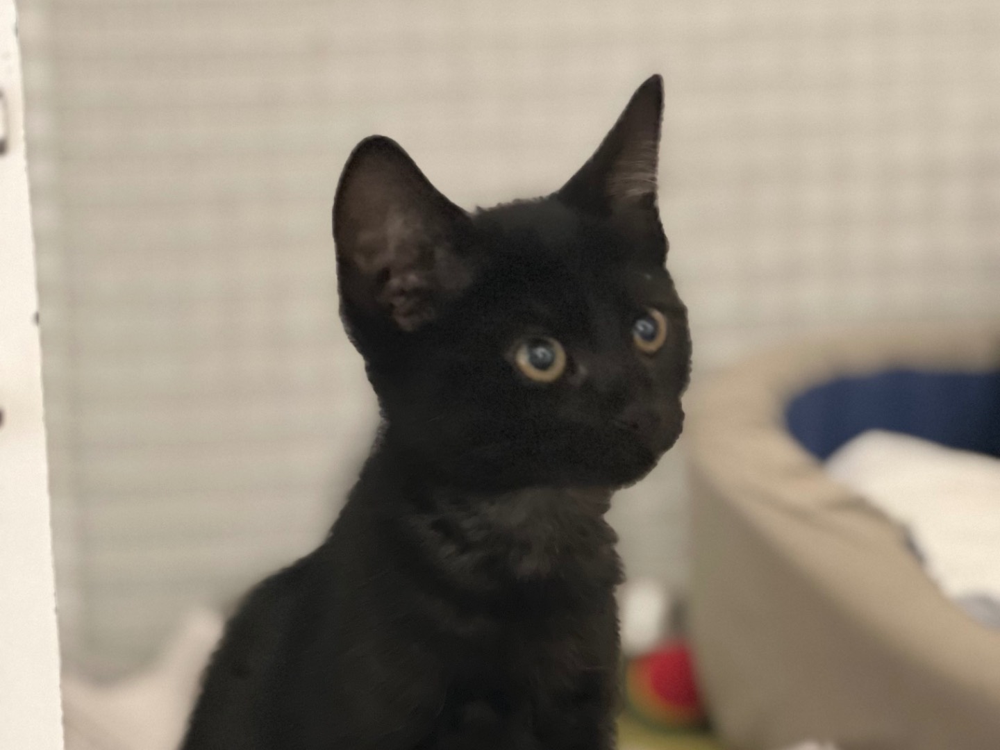 Adotta un gatto, taglia non valida, maschio, Milano