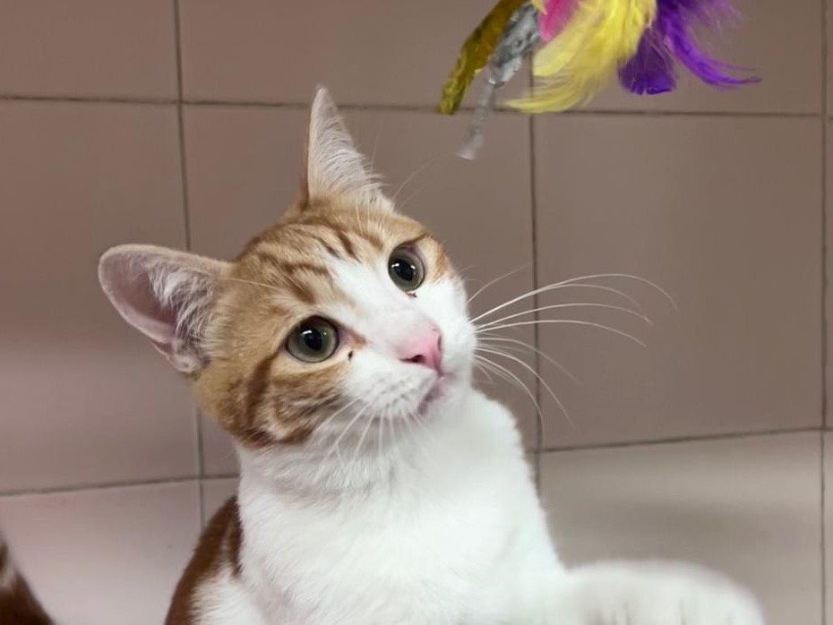 Adozione gatto, maschio, Razza sconosciuta Razza sconosciuta, 5 mesi, taglia non valida, Milano