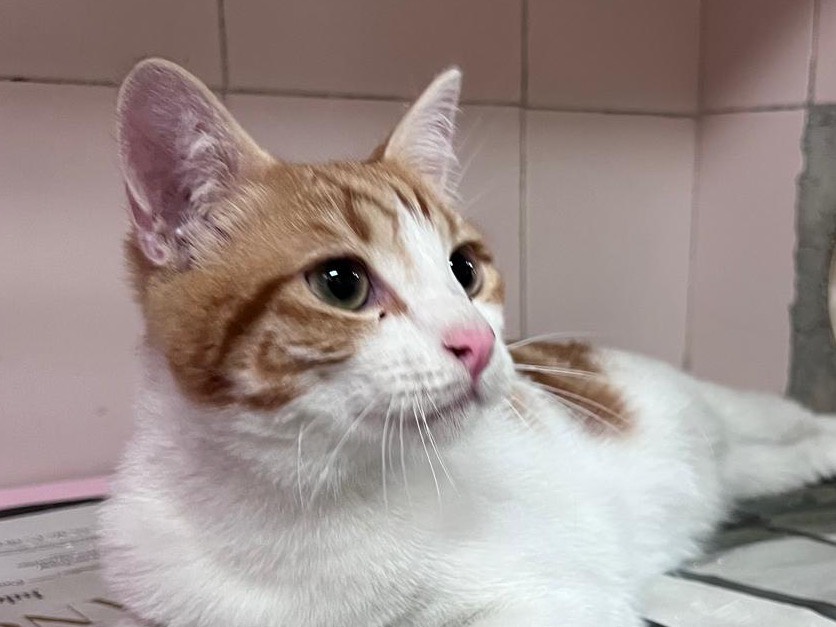 Adotta un gatto, maschio, 5 mesi, Milano