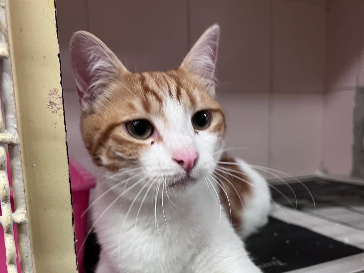 Adotta un gatto, taglia non valida, maschio, Milano