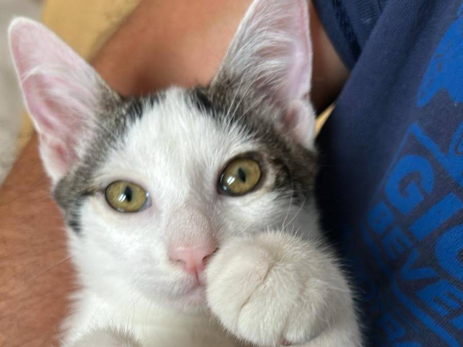 Adozione gatto, femmina, Razza sconosciuta Razza sconosciuta, 4 mesi, taglia non valida, Parma