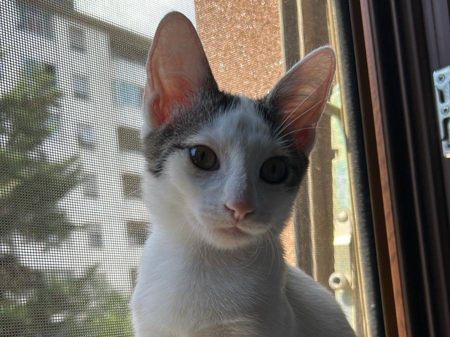 Adotta un gatto, femmina, 4 mesi, Parma