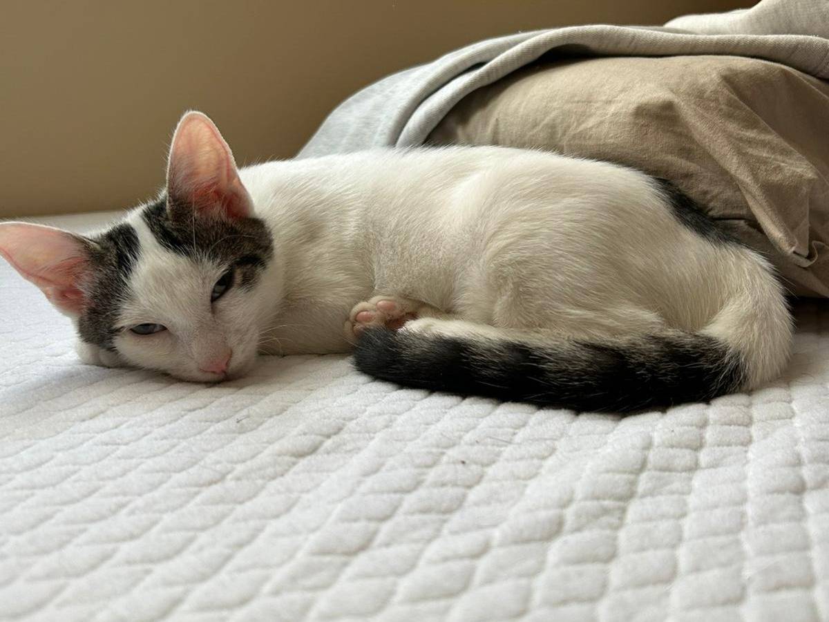 Adotta un gatto, taglia non valida, femmina, Parma