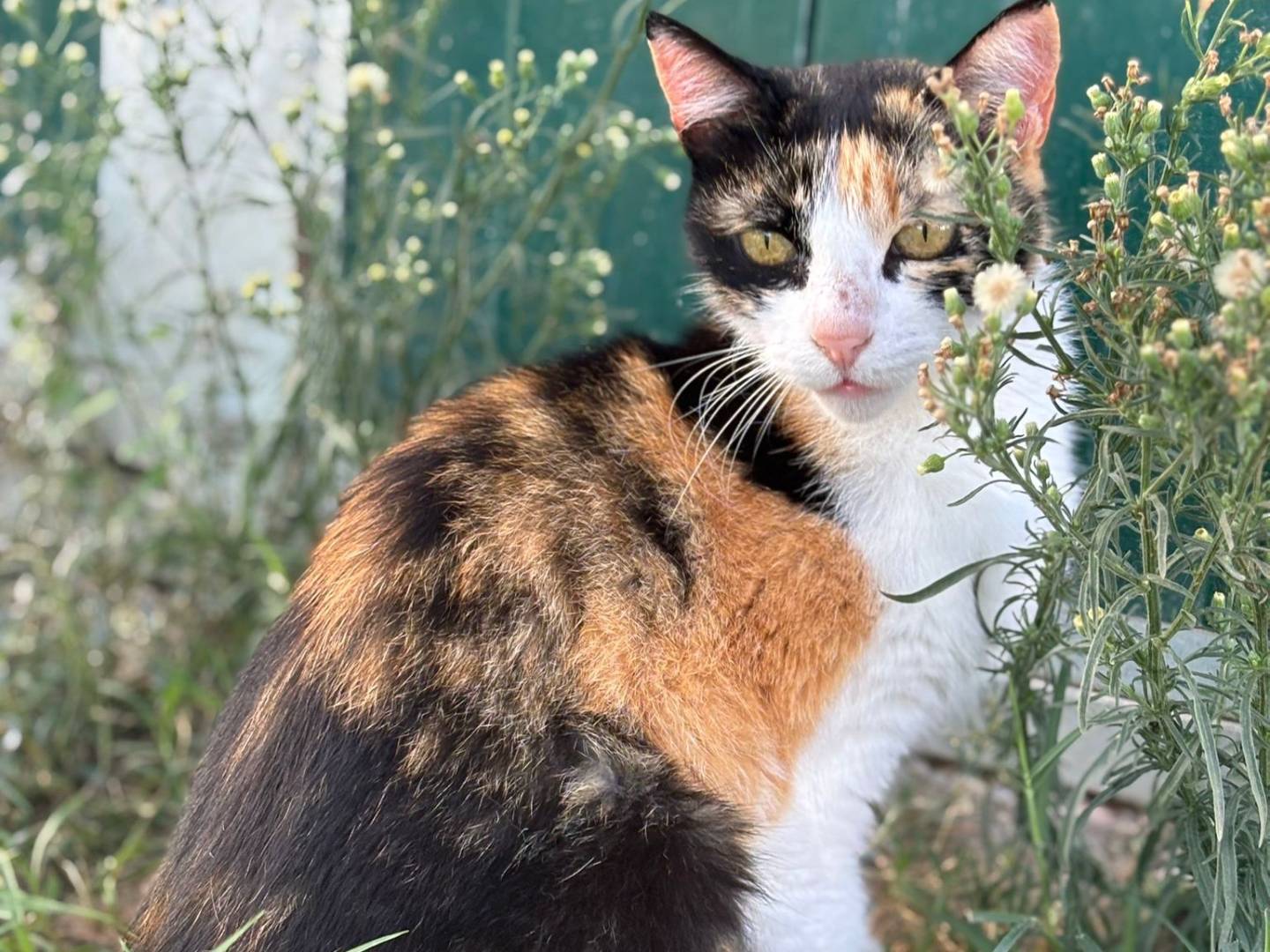 Adozione gatto, femmina, Razza sconosciuta Razza sconosciuta, 1 anno e 5 mesi, taglia non valida, Pisa