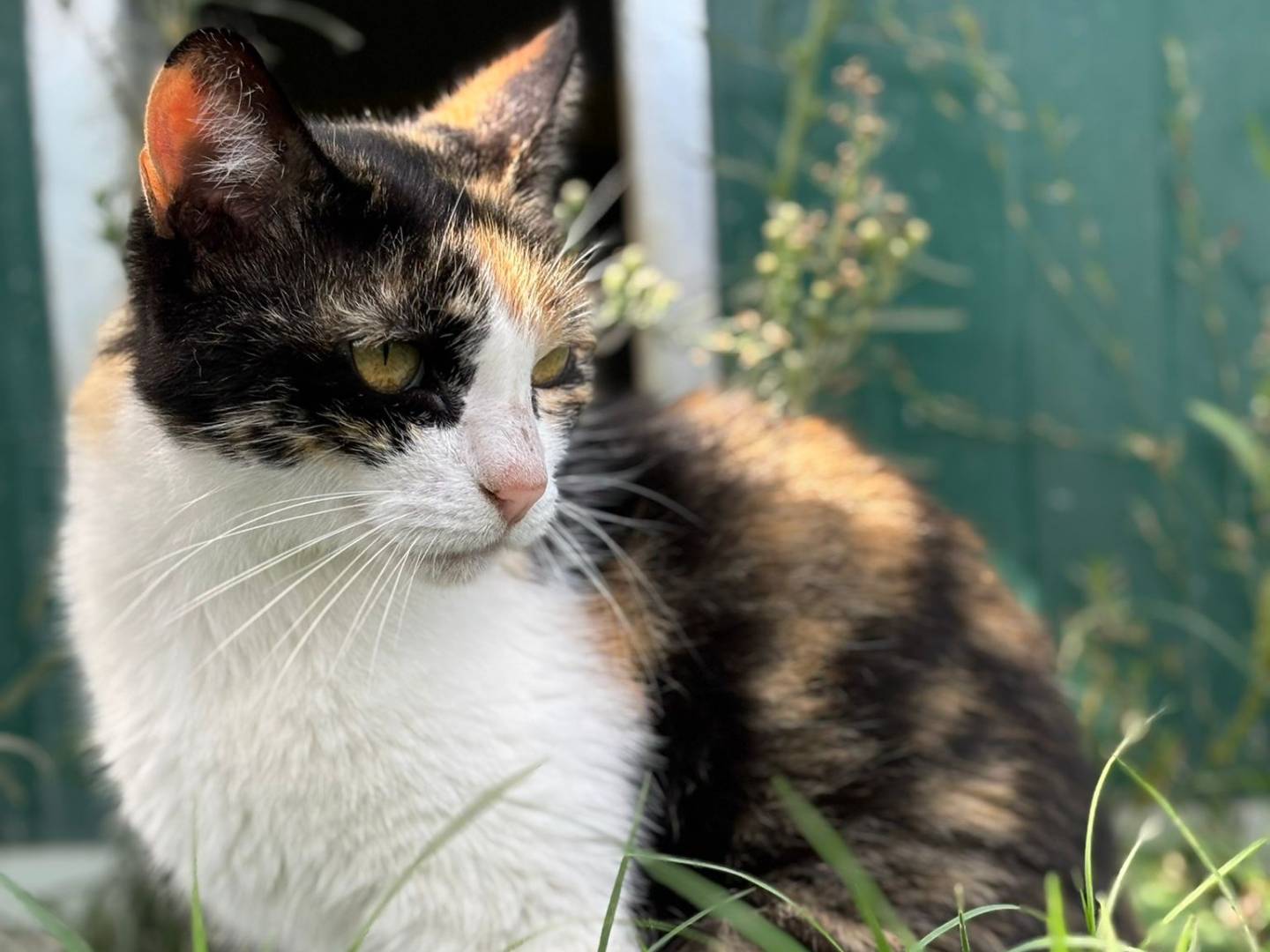Adotta un gatto, taglia non valida, femmina, Pisa