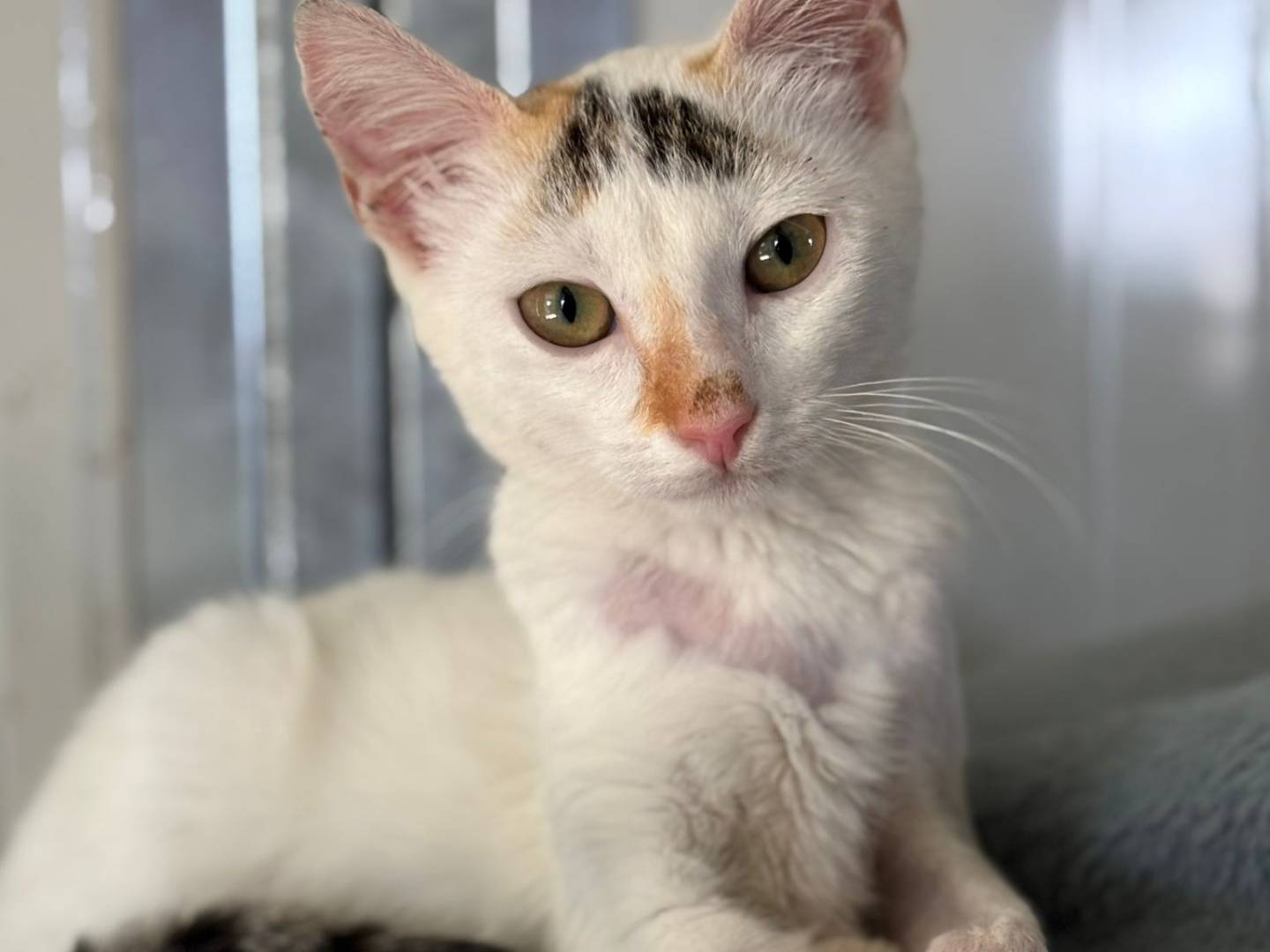 Adozione gatto, femmina, Razza sconosciuta Razza sconosciuta, 3 mesi, taglia non valida, Pisa