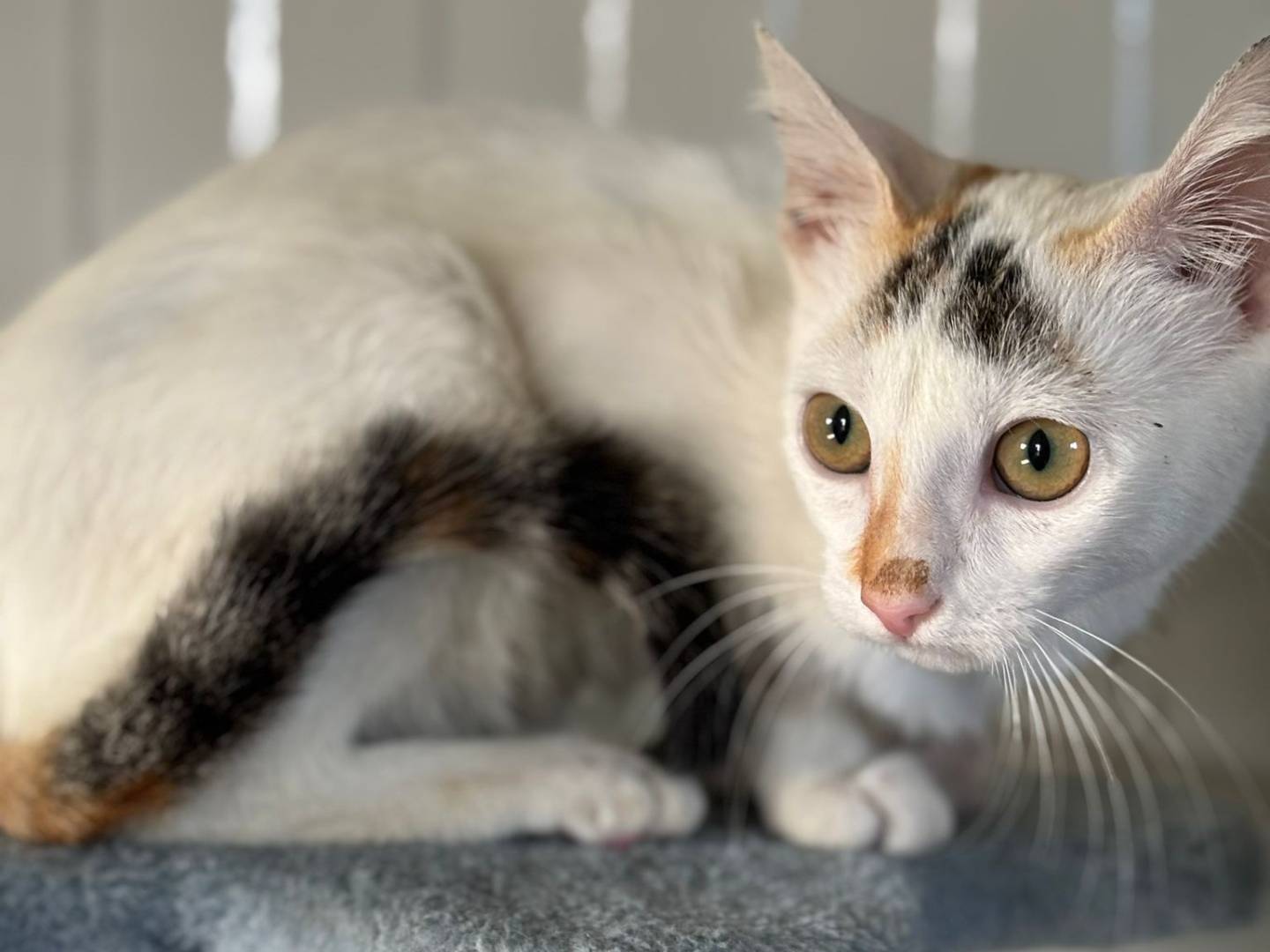 Adotta un gatto, femmina, 3 mesi, Pisa