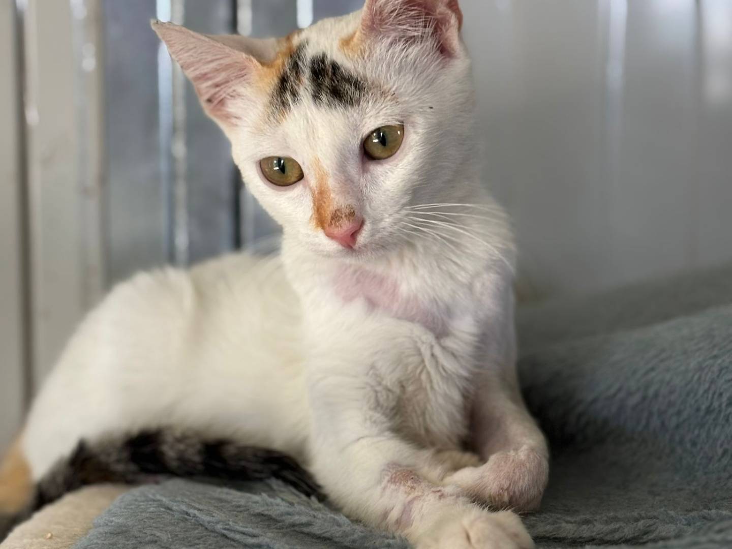 Adotta un gatto, taglia non valida, femmina, Pisa