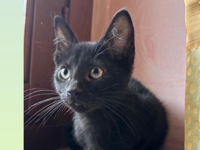 Adozione gatto, maschio, Razza sconosciuta Razza sconosciuta, 2 mesi, taglia non valida, Torino