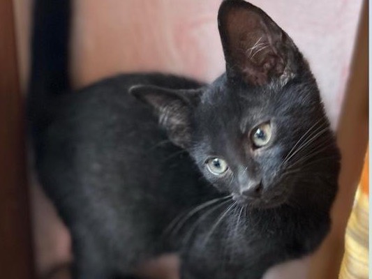 Adotta un gatto, maschio, 2 mesi, Torino