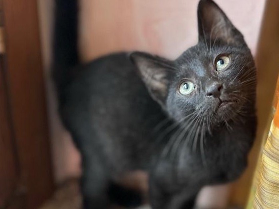 Adotta un gatto, taglia non valida, maschio, Torino