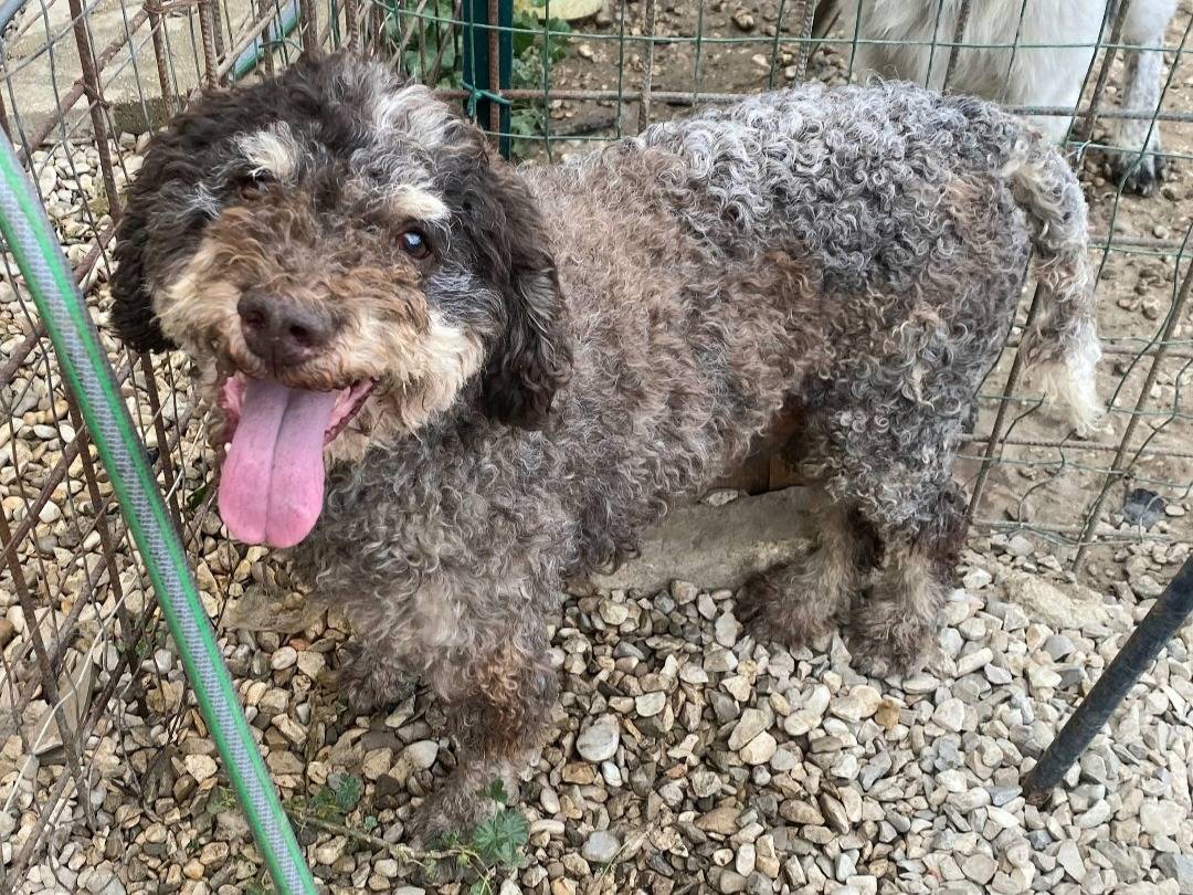 Adozione cane, maschio, Lagotto Razza sconosciuta, 11 anni e 1 mese, taglia media contenuta, Teramo