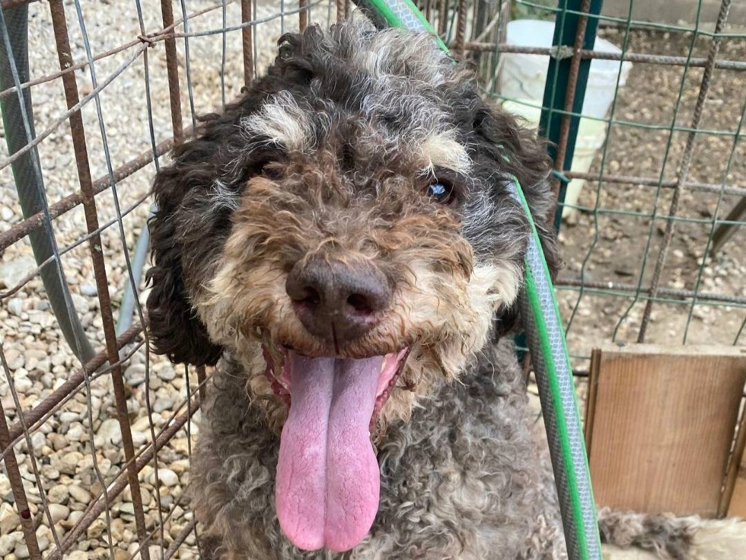 Adotta un cane, taglia media contenuta, maschio, Teramo