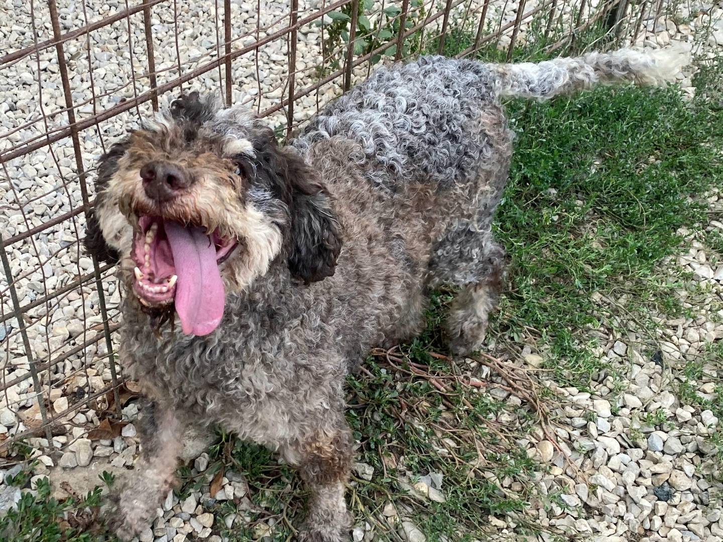 Vuoi adottare un cane a Teramo?