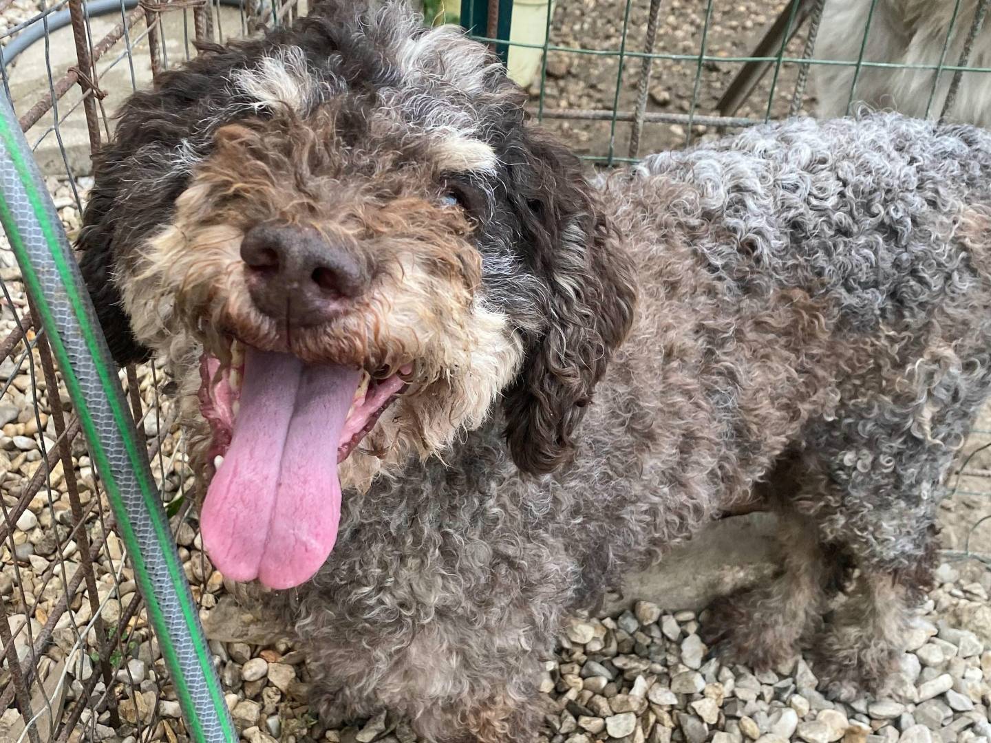 Adotta il cane Book a Teramo