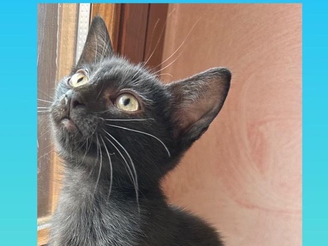 Adozione gatto, maschio, Razza sconosciuta Razza sconosciuta, 2 mesi, taglia non valida, Torino