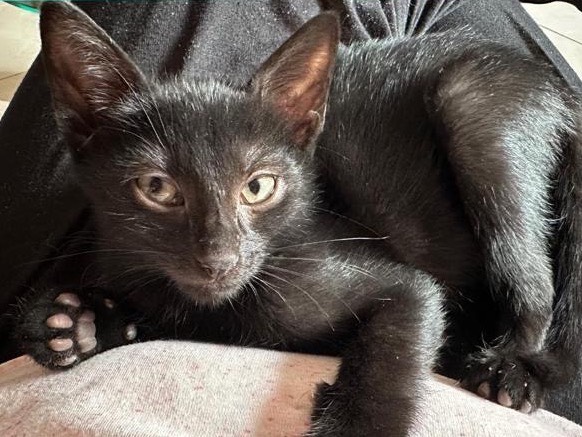 Adotta un gatto, maschio, 2 mesi, Torino