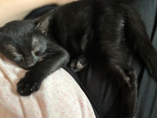 Adotta un gatto, taglia non valida, maschio, Torino