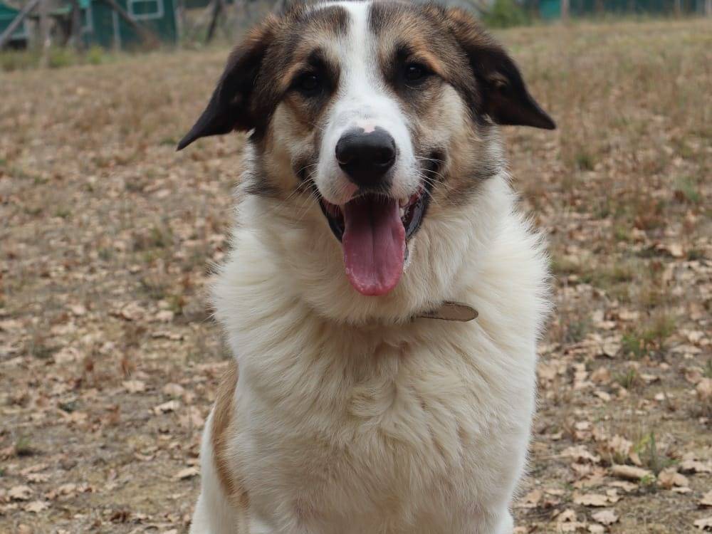 Adozione cane, maschio, Pastore maremmano Razza sconosciuta, 1 anno e 8 mesi, taglia grande, Pisa