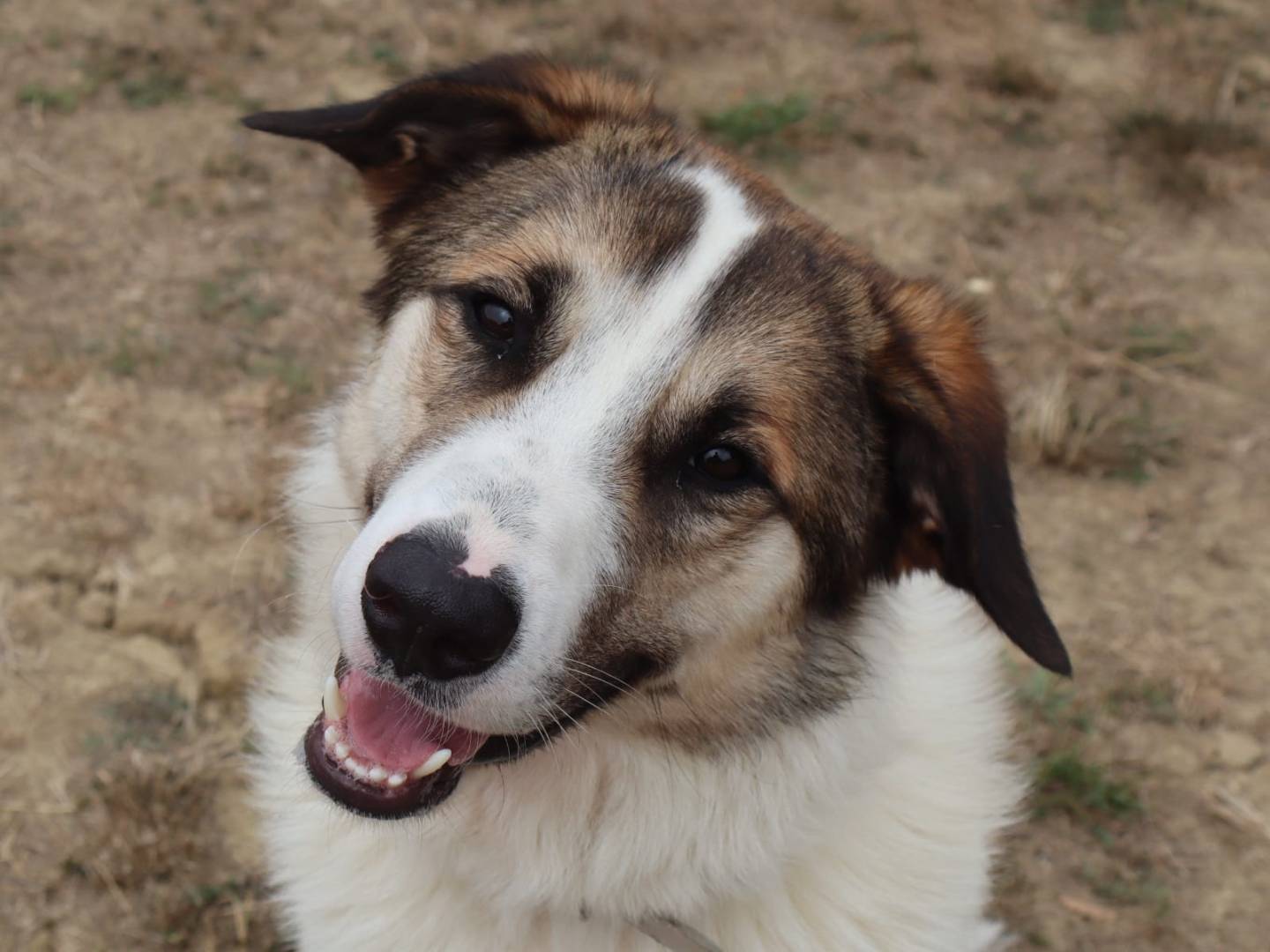 Adotta un cane, maschio, 1 anno e 8 mesi, Pisa