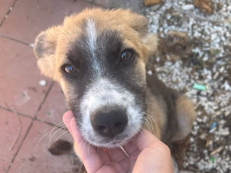 Adozione cane, femmina, Razza sconosciuta Razza sconosciuta, 2 mesi, taglia media, Padova
