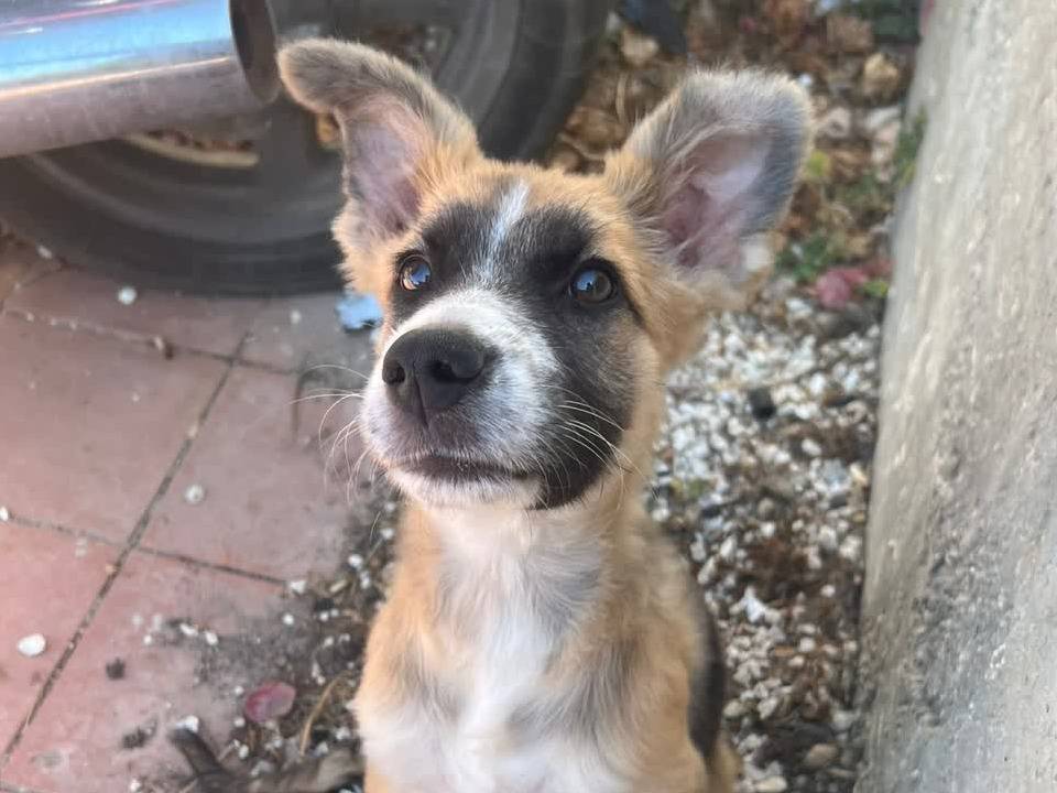 Adotta un cane, femmina, 2 mesi, Padova