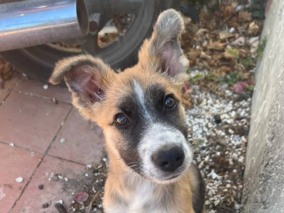Adotta un cane, taglia media, femmina, Padova