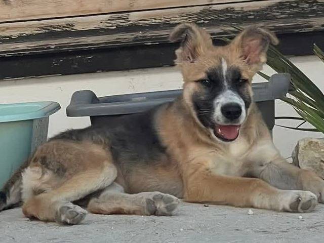 Vuoi adottare un cane a Padova?
