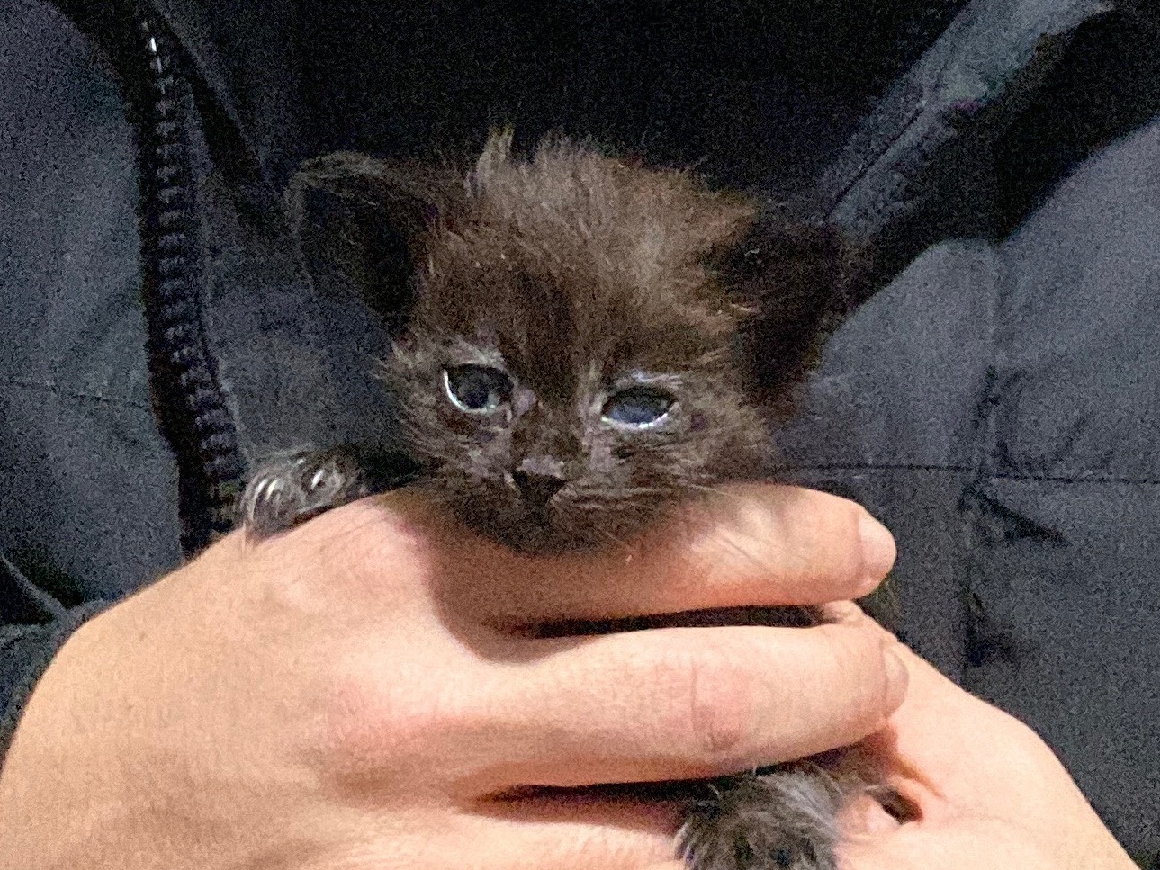 Adozione gatto, maschio, Razza sconosciuta Razza sconosciuta, 10 mesi, taglia non valida, Torino