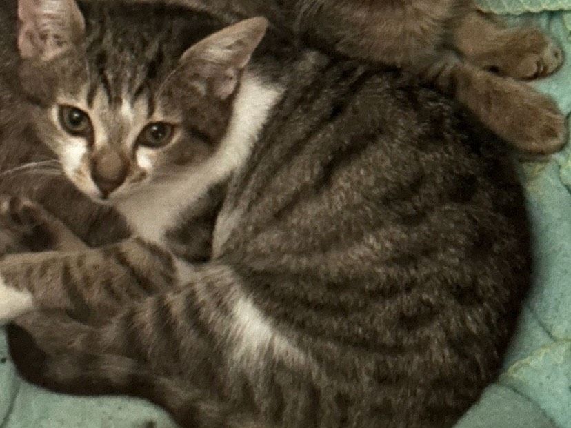 Adozione gatto, maschio, Razza sconosciuta Razza sconosciuta, 10 mesi, taglia non valida, Torino