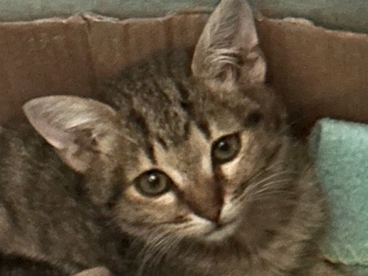 Adozione gatto, maschio, Razza sconosciuta Razza sconosciuta, 10 mesi, taglia non valida, Torino