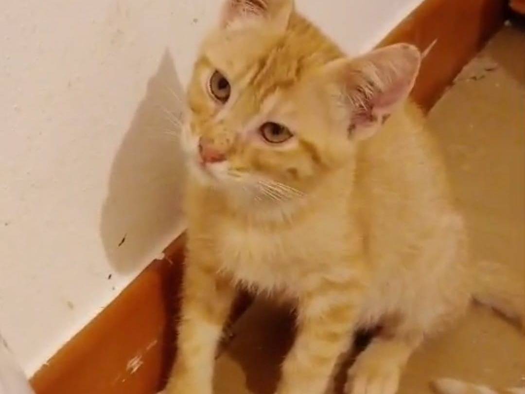 Adozione gatto, maschio, Razza sconosciuta Razza sconosciuta, 5 mesi, taglia non valida, Ravenna