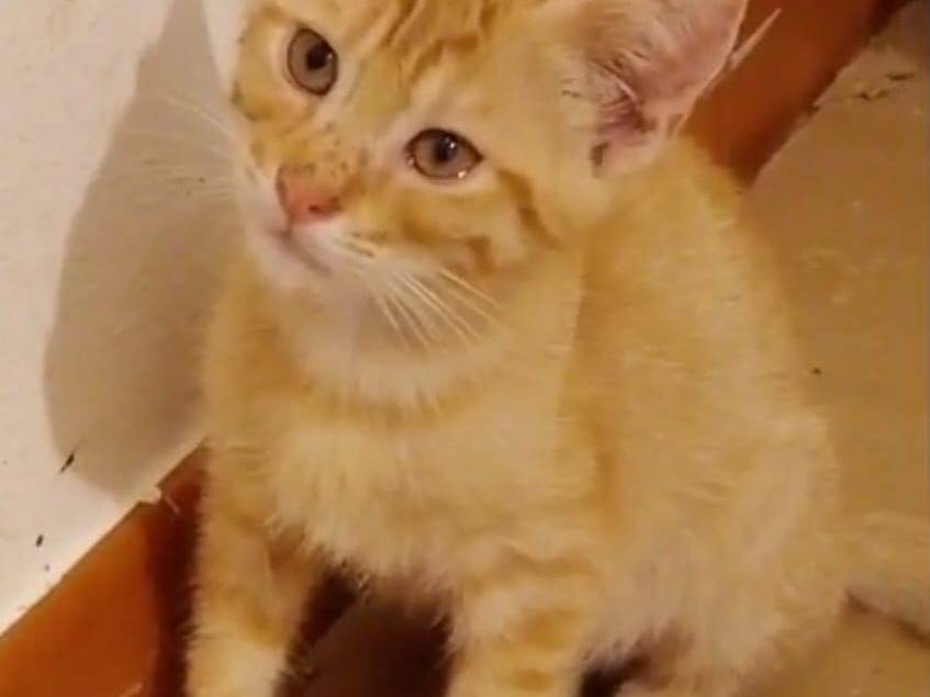 Adotta un gatto, maschio, 5 mesi, Ravenna