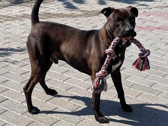 Adozione cane, maschio, Razza sconosciuta Razza sconosciuta, 3 anni e 3 mesi, taglia media, Milano