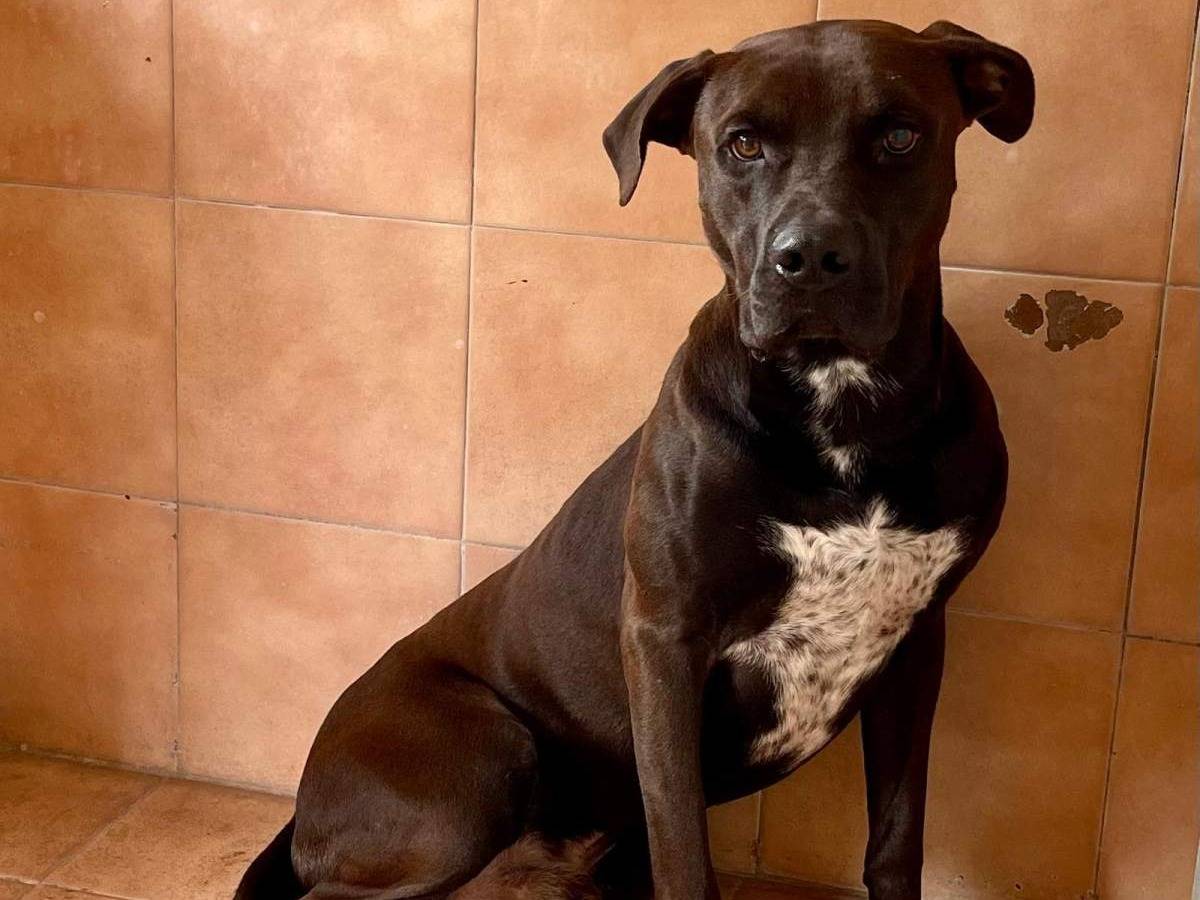 Adotta un cane, taglia media, maschio, Milano