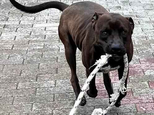 Vuoi adottare un cane a Milano?