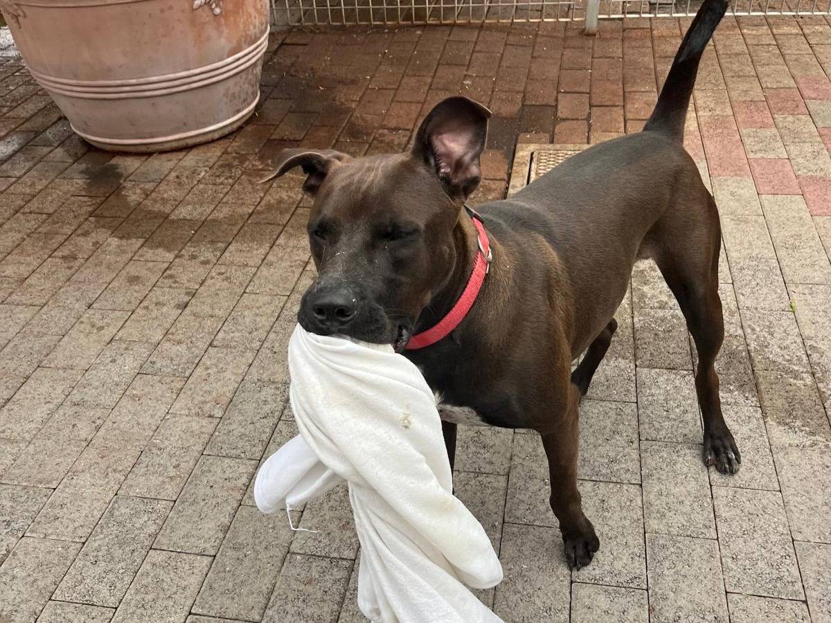 Adotta il cane NIGEL a Milano