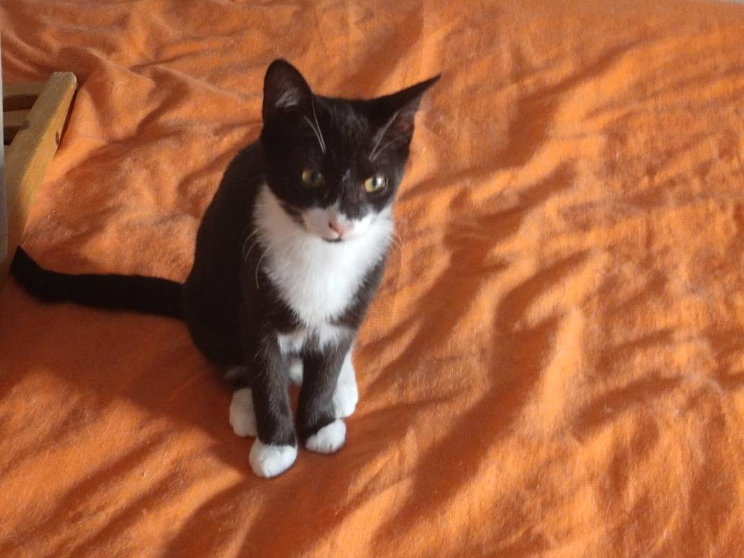 Adotta un gatto, femmina, 5 mesi, Roma