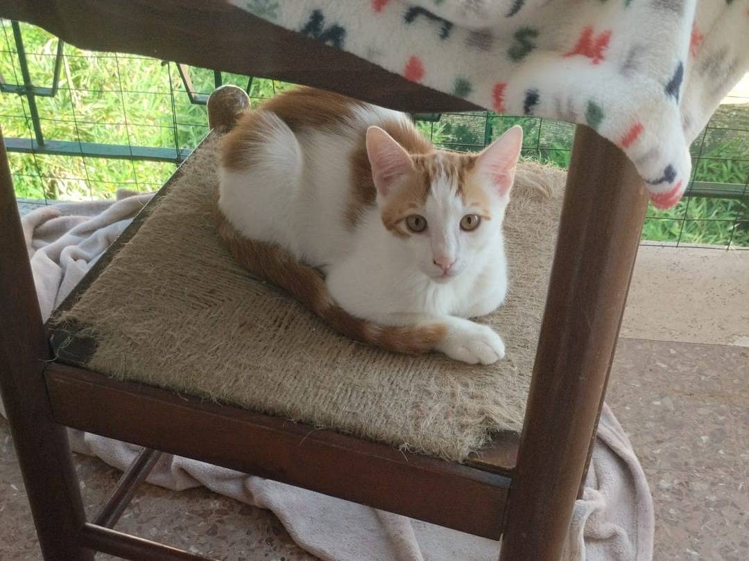 Adotta un gatto, taglia non valida, femmina, Roma