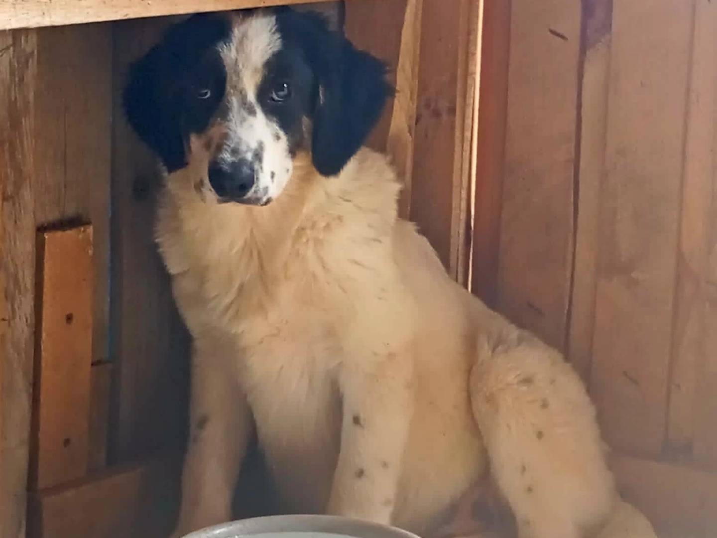 Adozione cane, femmina, Razza sconosciuta Razza sconosciuta, 5 mesi, taglia grande, Crotone