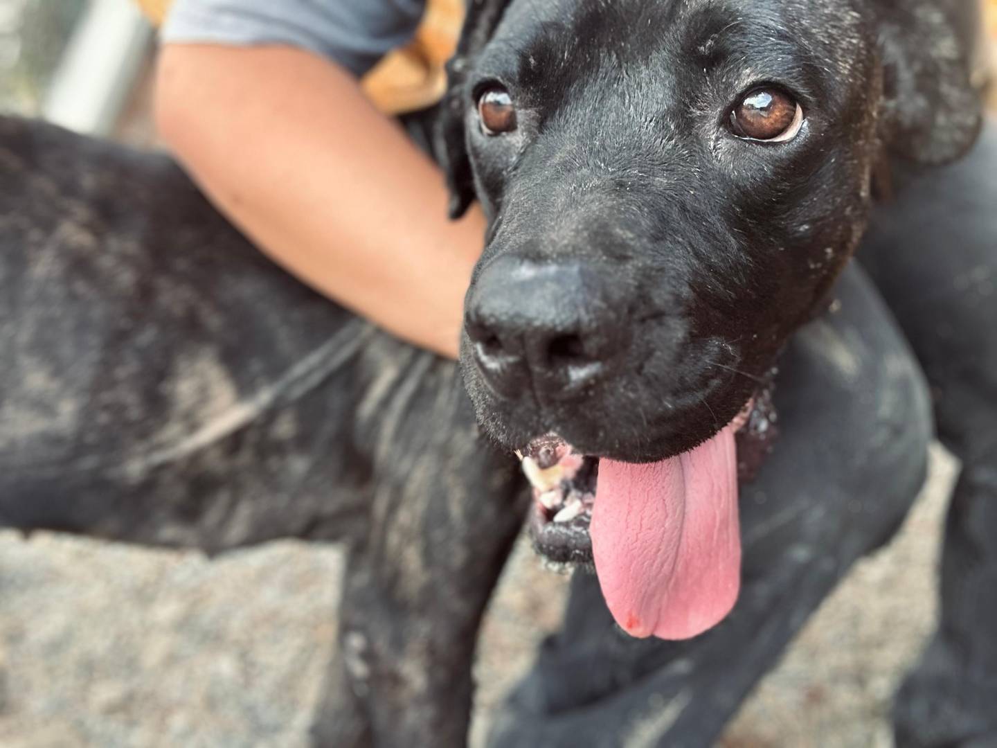 Adozione cane, maschio, Corso Razza sconosciuta, 6 mesi, taglia gigante, Crotone