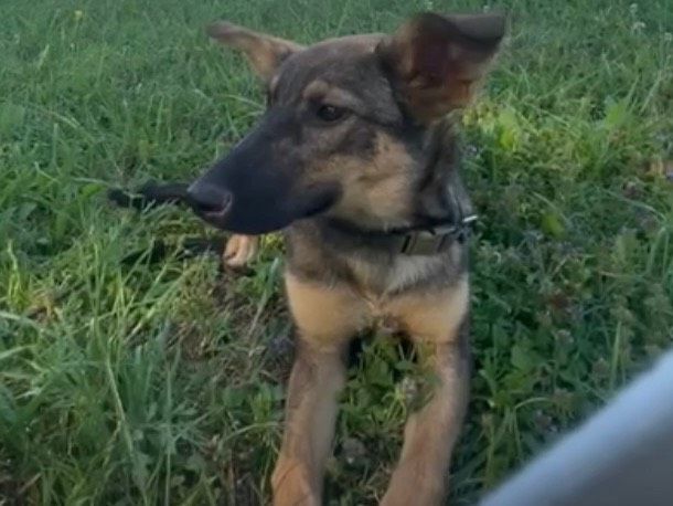 Adotta un cane, taglia media, femmina, Siracusa