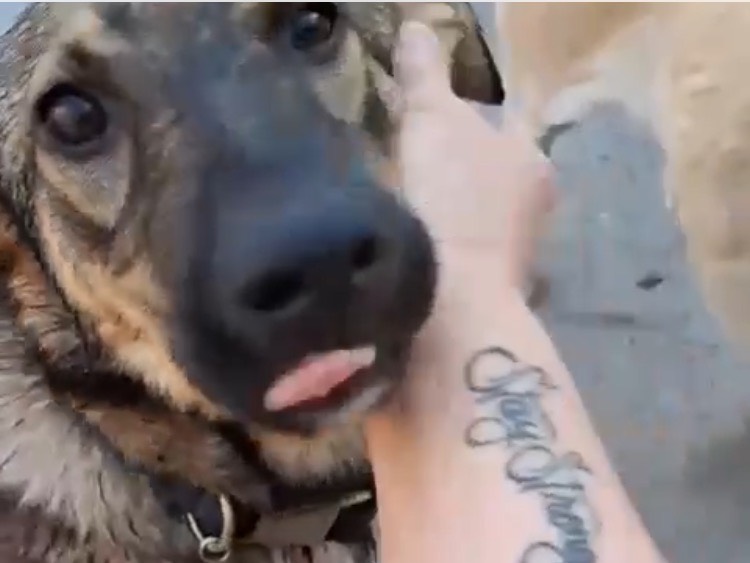 Vuoi adottare un cane a Siracusa?
