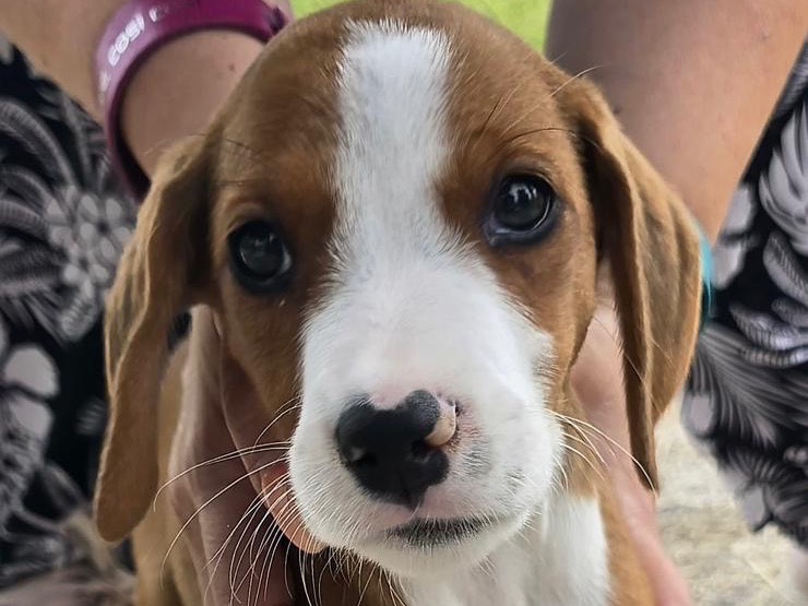 Adozione cane, maschio, Segugio Razza sconosciuta, 3 mesi, taglia media, Avellino