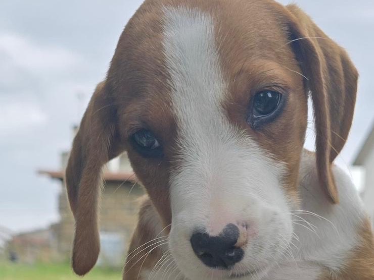 Adotta un cane, maschio, 3 mesi, Avellino