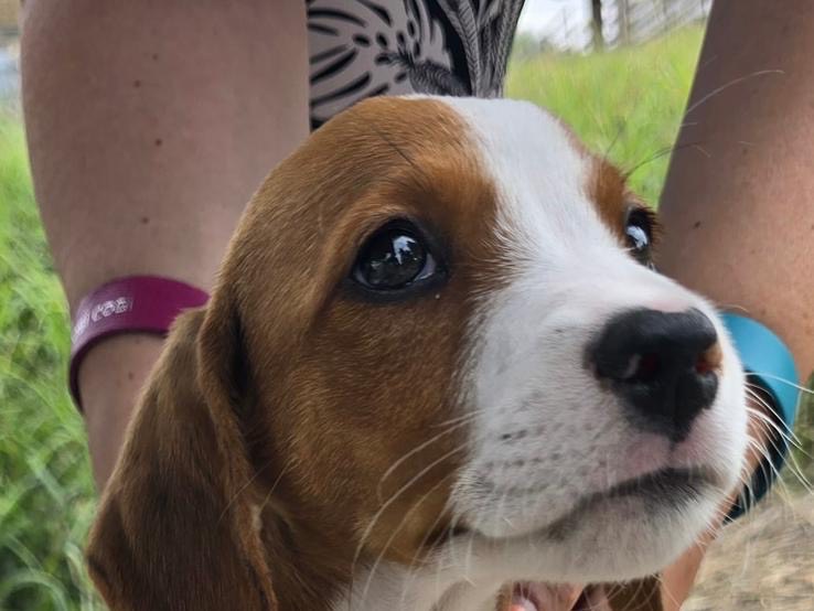 Adotta un cane, taglia media, maschio, Avellino