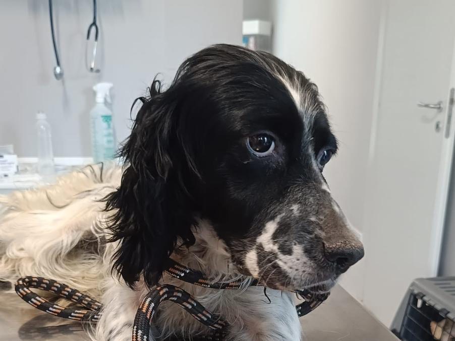 Adozione cane, femmina, Setter Inglese Razza sconosciuta, 3 anni, taglia media, Avellino