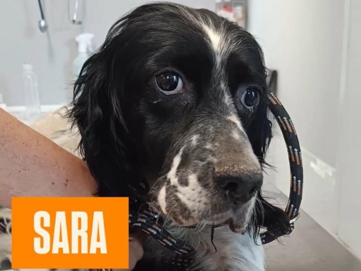 Adotta un cane, femmina, 3 anni, Avellino